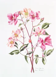 Rosa 